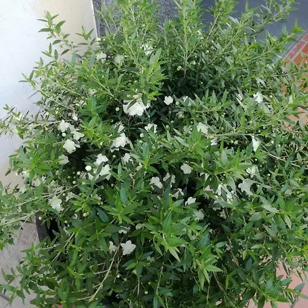 Jerula 3* Agerola
